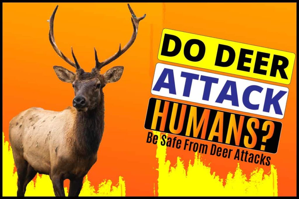 Do Deer Attack Humans? Be Safe From Deer Attacks | LaptrinhX / News