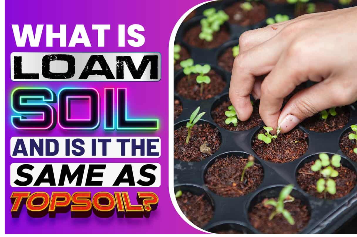 what-is-loam-soil-and-is-it-the-same-as-topsoil-the-freeman-online