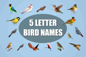 5 Letter Bird Names
