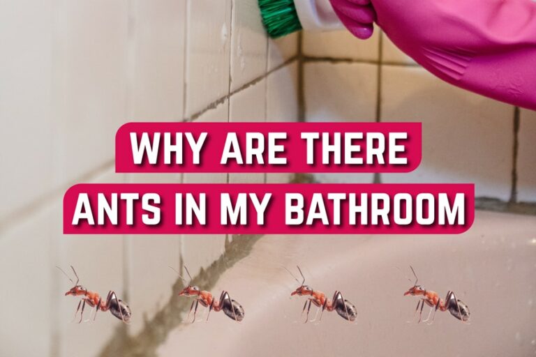 Why Are There Ants In My Bathroom? Discover The Causes And Effective ...